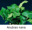Anubias nana_1