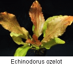 Echinodorus ozelot_1