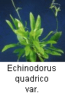 Echinodorusquadrico- status var. xinguensis_1