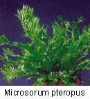 Microsorum pteropus_1