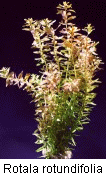 Rotala rotundifolia_1
