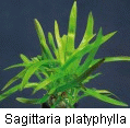 Sagittaria platyphylla_1