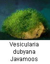 Vesicularia dubyana Javamoos_1