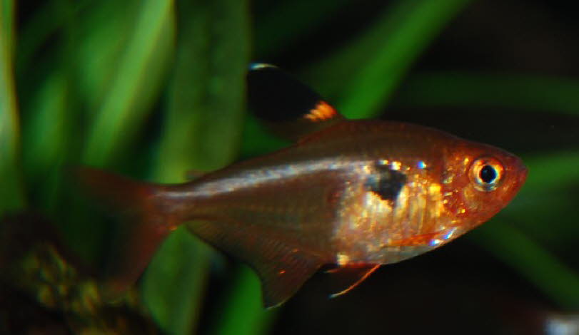 fish 1_1