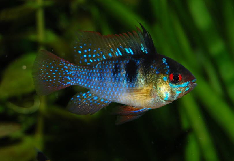 fish 2_1