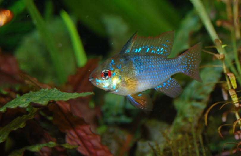 fish 3_1