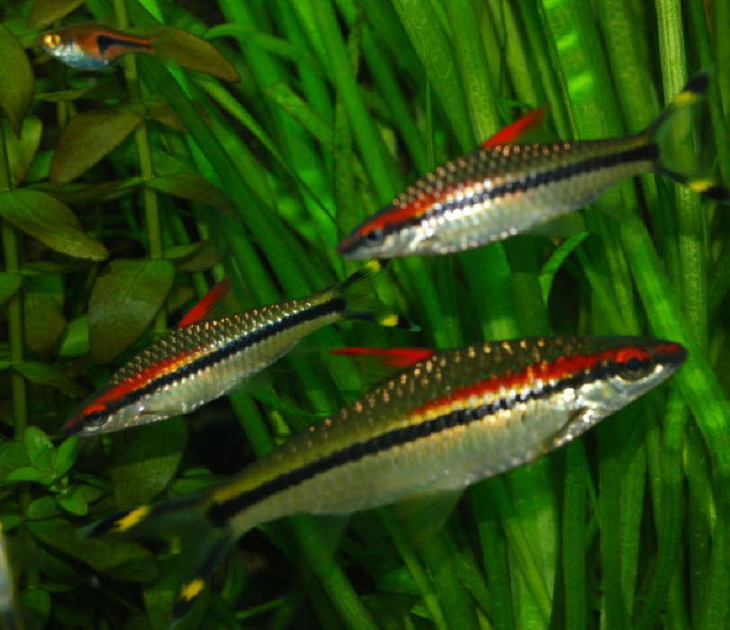 fish 4_1