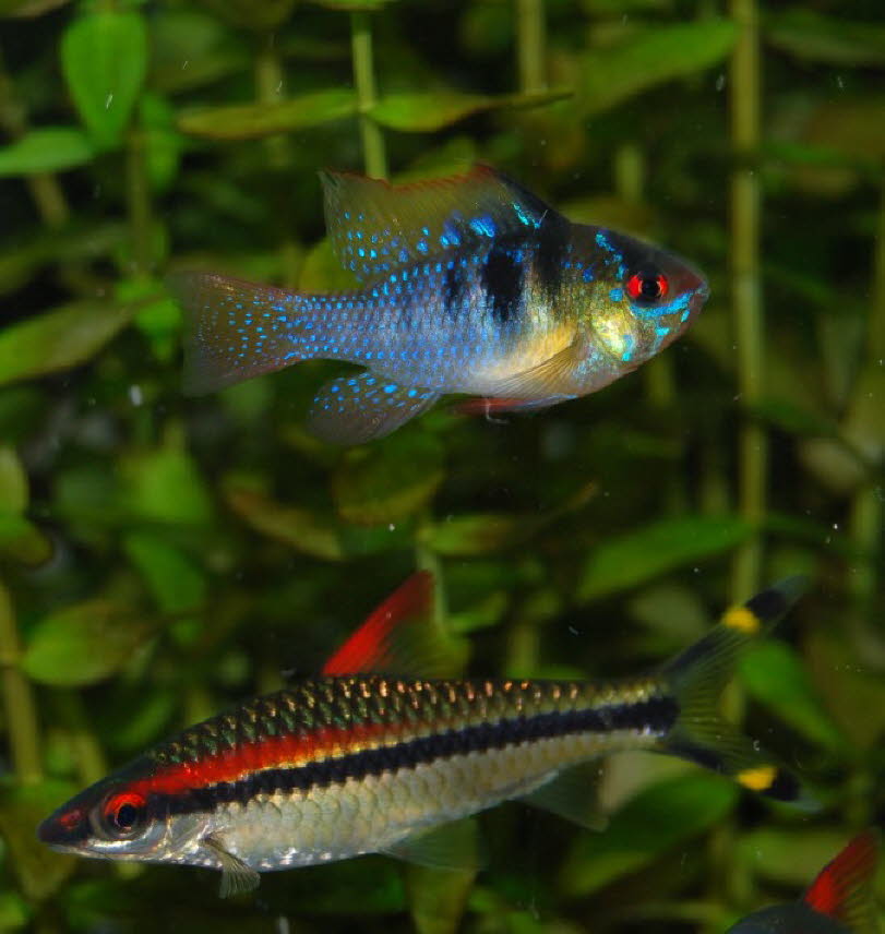 fish 6_1